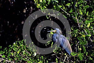 Tricolored Heron 15262