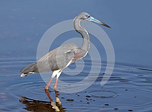 Tricolored Heron