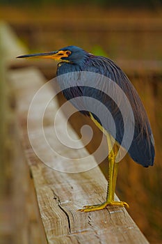 Tricolored Heron