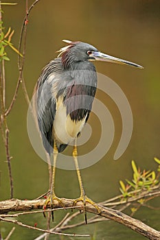 Tricolored Heron