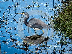 Tricolored Heron