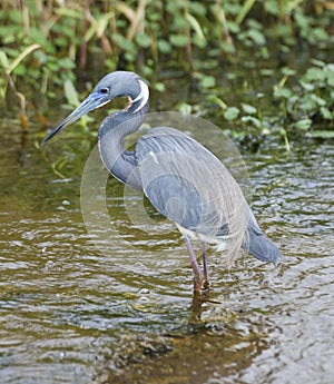 Tricolored Heron