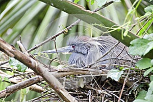 Tricolored Heron