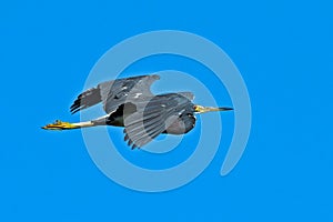 Tricolored Heron