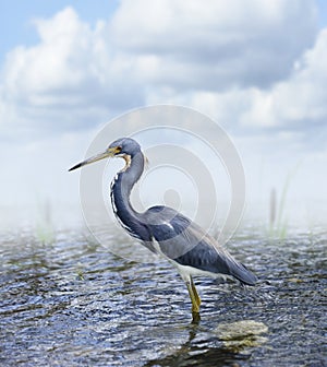 Tricolored Heron