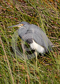 Tricolored Heron