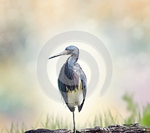 Tricolored Heron