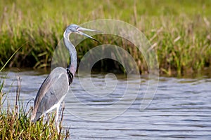 A Tricolored Heron at Assateague Island National Seashore, MD