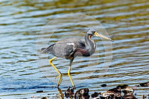 Tricolored Heron on the Beach