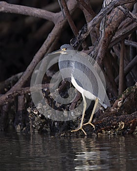 Tricolored heron, binomial name Egretta tricolor, standing on the edge of Chokoloskee Bay in Florida.