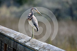 Tricolored heron bird