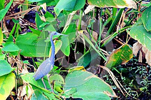 Tricolored heron bird, Florida