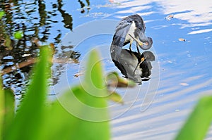 Tricolored heron bird preening