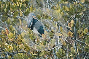 Tricolored Heron bird wades and hunts in the marsh, in Florida