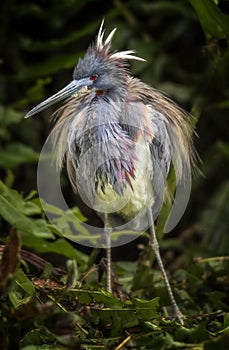 Tricolored Heron Breeding Plume