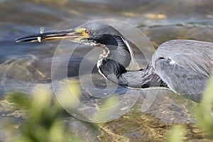 Tricolored Heron Catching a Fish