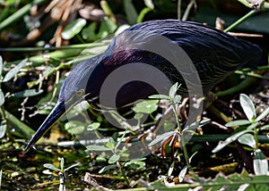 Tricolored Heron catching a fish.