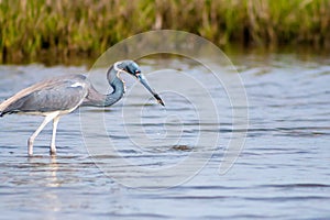 A Tricolored Heron catching a fish at Assateague Island