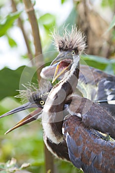 Tricolored Heron chick