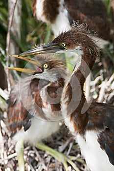 Tricolored Heron chicks