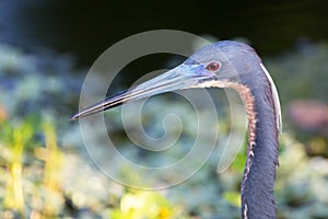 Tricolored heron closeup