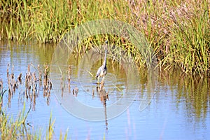 The Tricolored Heron covers a large amount of marsh water in its hunt