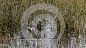 tricolored heron eats a small fish at the wetlands in merritt island
