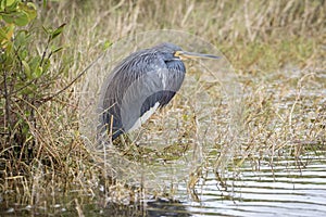 Tricolored Heron at the edge of a Florida Marsh