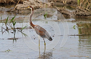 Tricolored Heron Egreta tricolor Immature