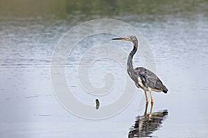 Tricolored Egretta Heron stading in the water photo