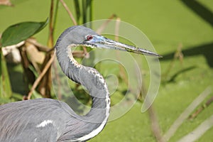 Tricolored Heron (Egretta tricolor)