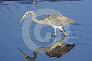 Tricolored Heron (Egretta tricolor)