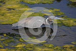 Tricolored Heron (Egretta tricolor)