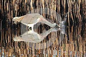 Tricolored Heron (Egretta tricolor)