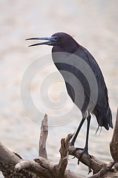 Tricolored Heron (Egretta tricolor)