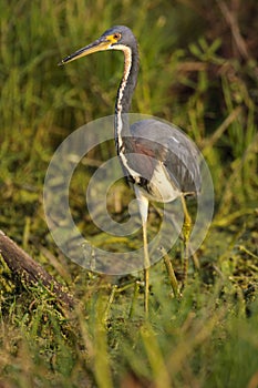 Tricolored Heron (Egretta tricolor)