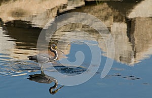 Tricolored Heron (Egretta tricolor)