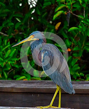 Tricolored Heron (Egretta tricolor) Bird