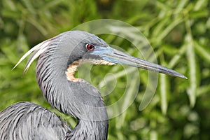 Tricolored Heron (Egretta tricolor)