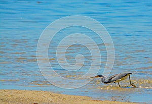 A Tricolored Heron Egretta tricolor at the Lemon Bay Aquatic Reserve in Cedar Point Environmental Park, Sarasota County Florida