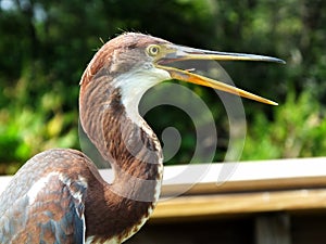 Tricolored Heron Egretta tricolor