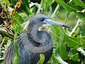 Tricolored Heron (Egretta tricolor)