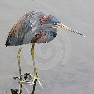 Tricolored Heron - Egretta tricolor