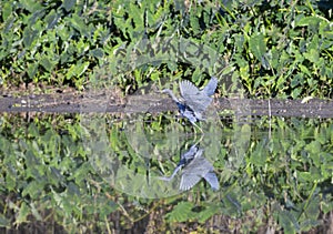 Tricolored heron (Egretta tricolor) with spread wings