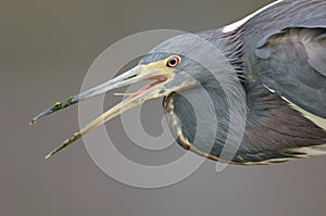 Tricolored Heron (Egretta tricolor)