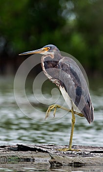Tricolored heron (Egretta tricolor) wading in shallow water .