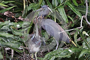 Tricolored Heron (Egretta tricolor) Wakodahatchee Wetlands Florida USA