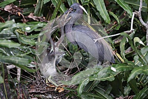 Tricolored Heron (Egretta tricolor) Wakodahatchee Wetlands Florida USA