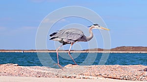 Tricolored Heron, Egretta tricolor, walking cautiously on the South Jetty in Port Aransas, Texas
