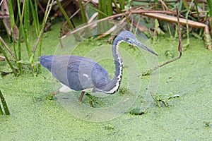 Tricolored Heron (Egretta tricolor) in Water